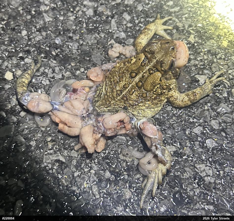 Eastern American Toad