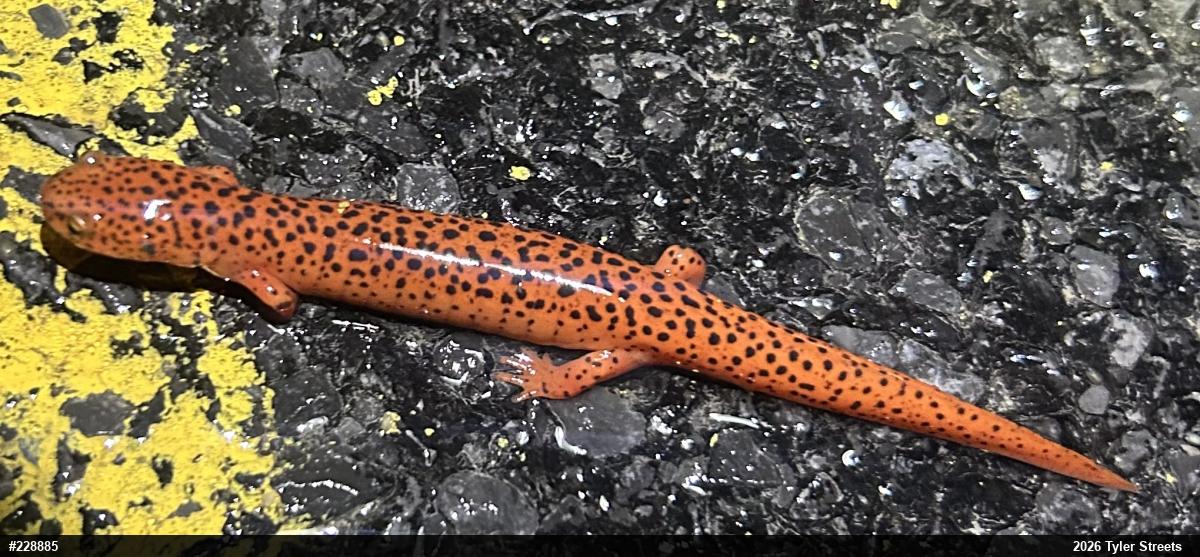 Northern Red Salamander
