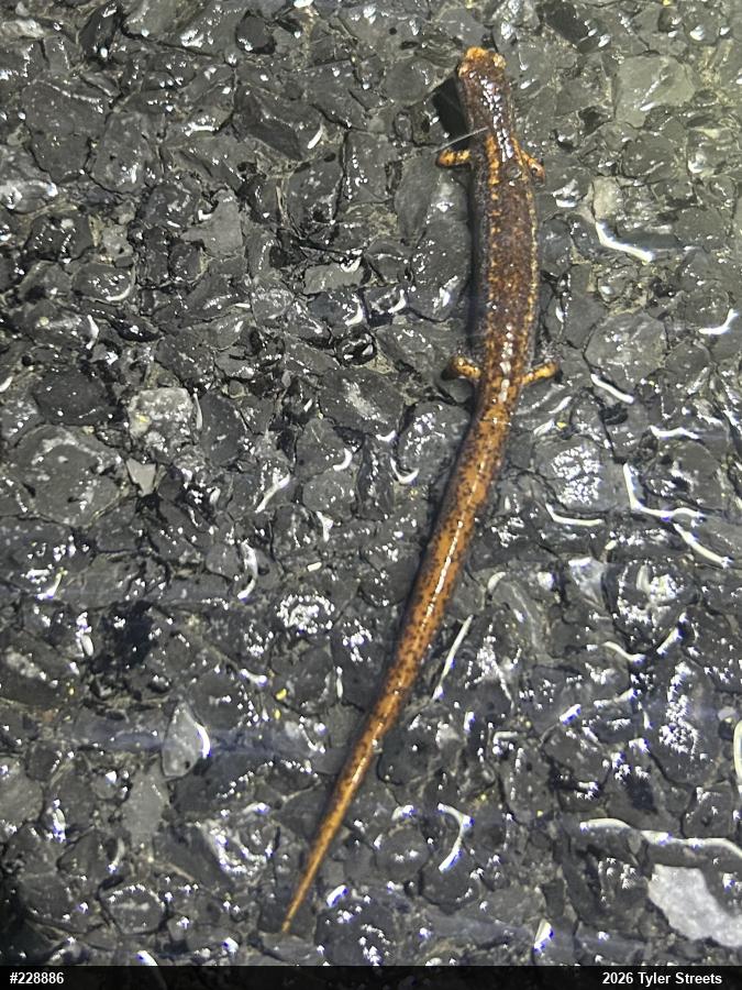 Four-toed Salamander