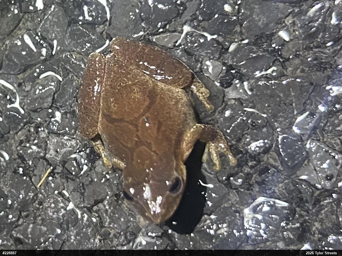 Spring Peeper