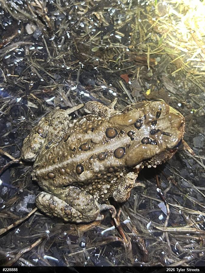 Eastern American Toad