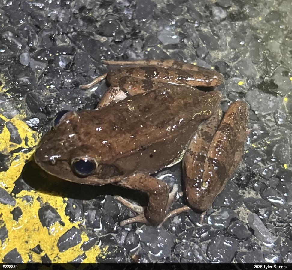 Wood Frog