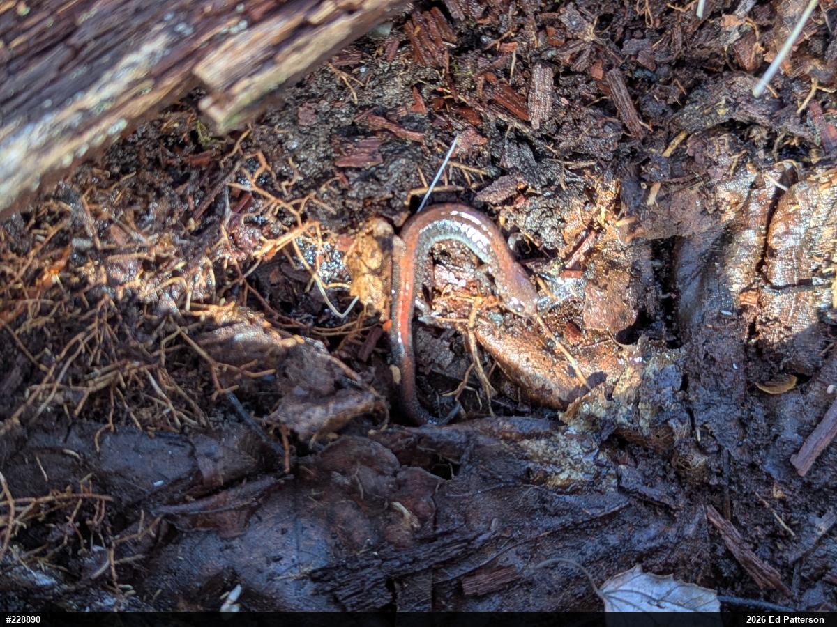 Eastern Red-backed  Salamander
