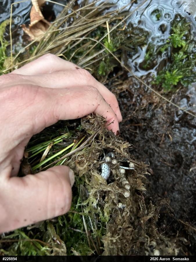 Four-toed Salamander