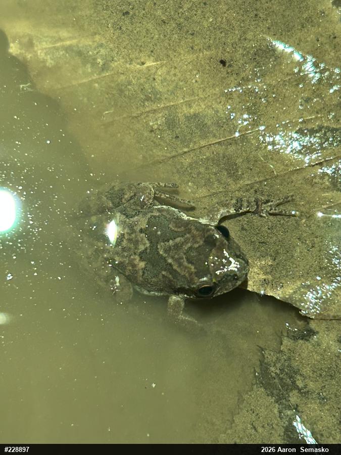Mountain Chorus Frog