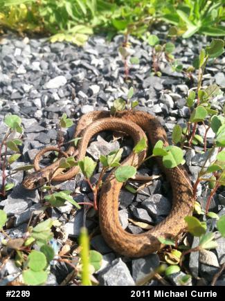 Dekay's Brownsnake