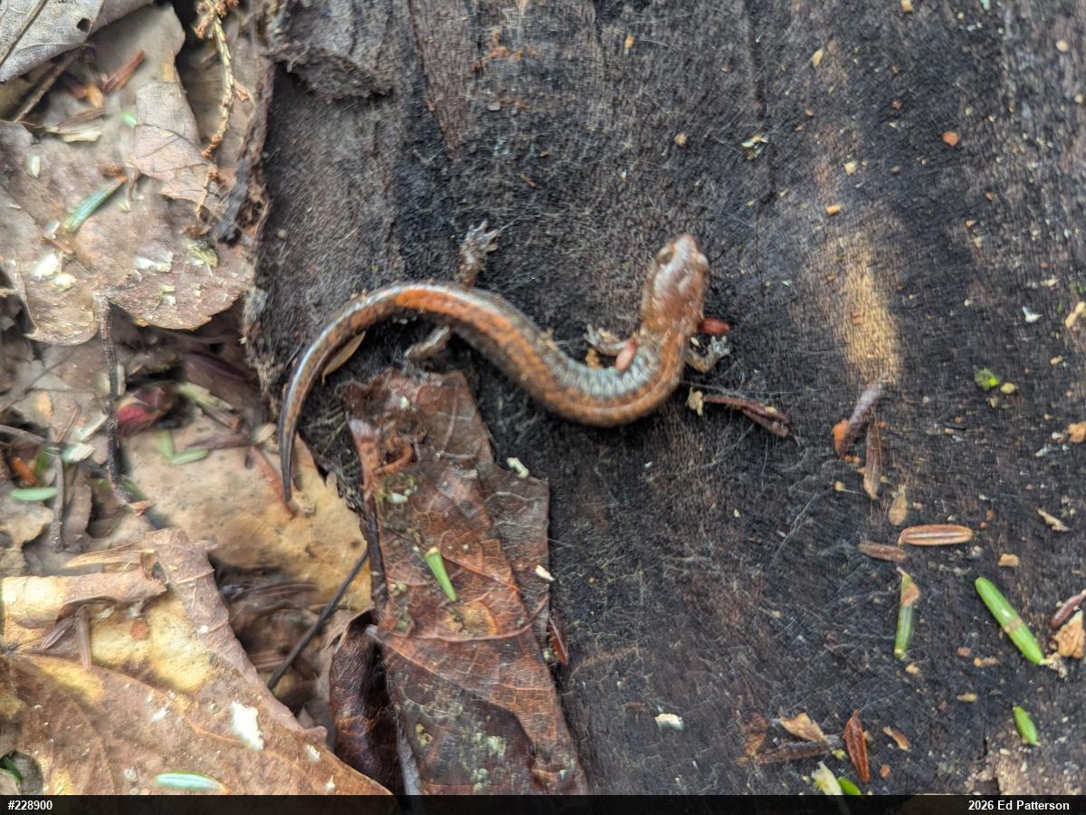 Eastern Red-backed  Salamander