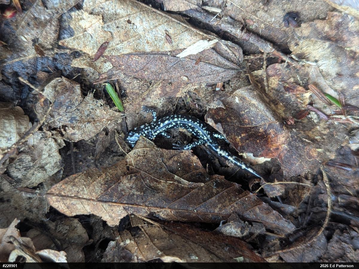 Northern Slimy Salamander