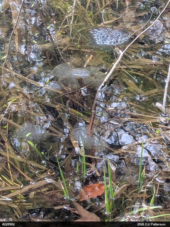 Spotted Salamander