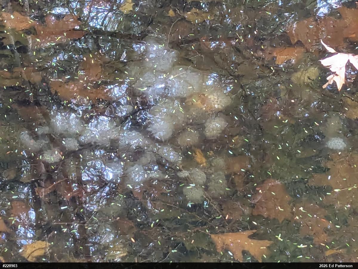 Spotted Salamander