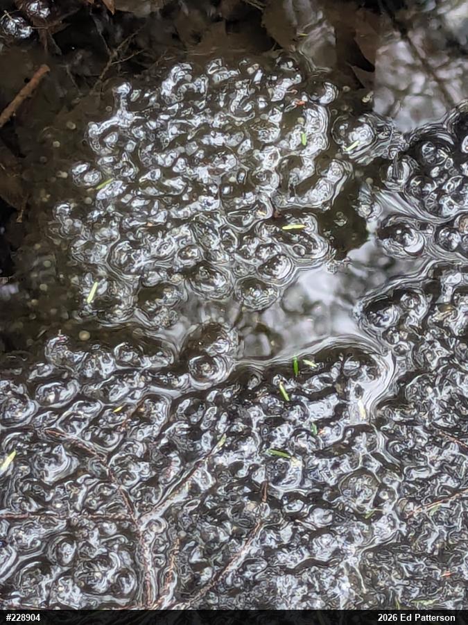Wood Frog