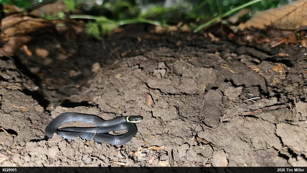 Northern Ring-necked Snake