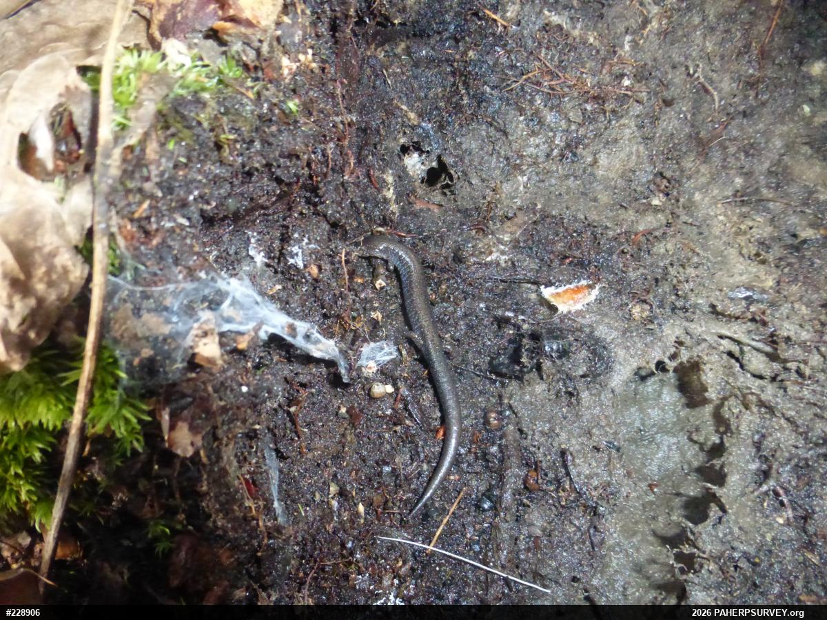 Eastern Red-backed  Salamander