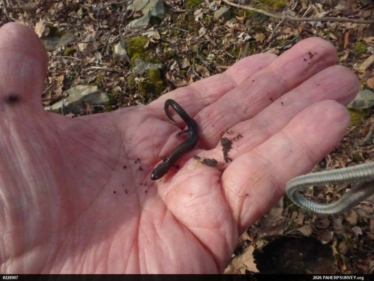 Valley And Ridge Salamander