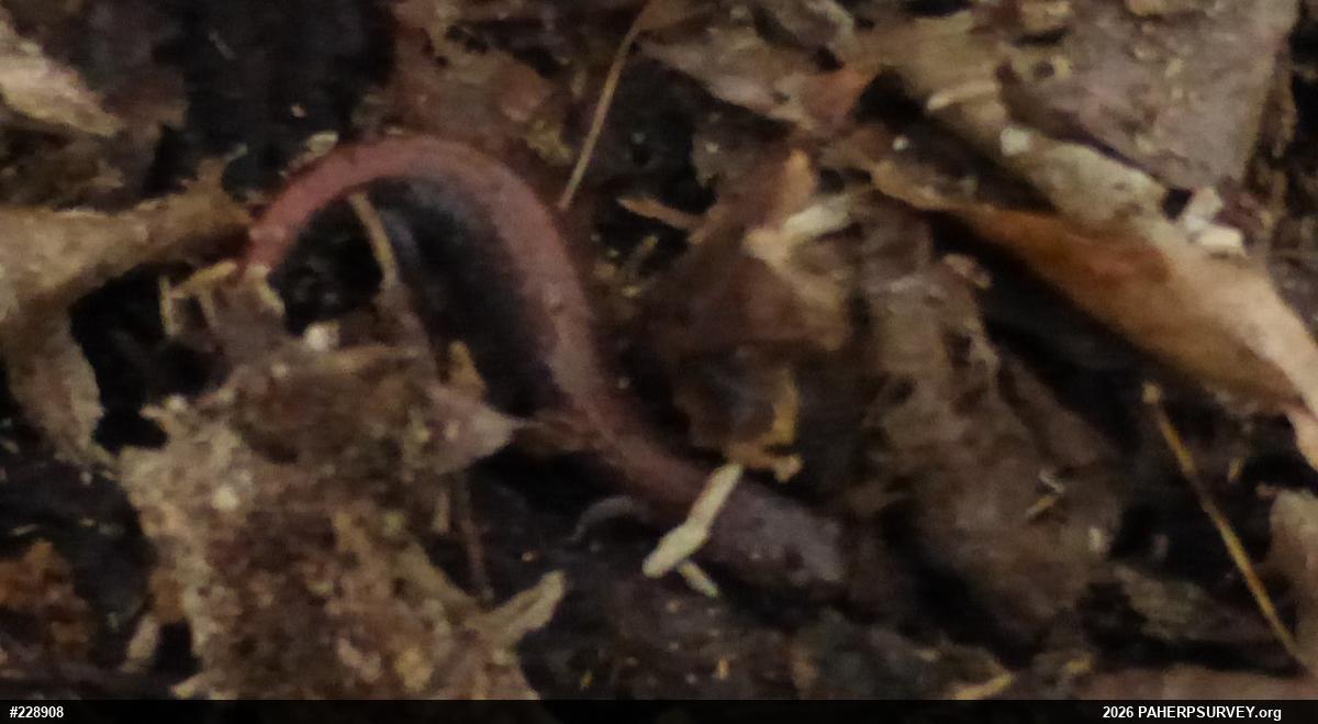 Eastern Red-backed  Salamander