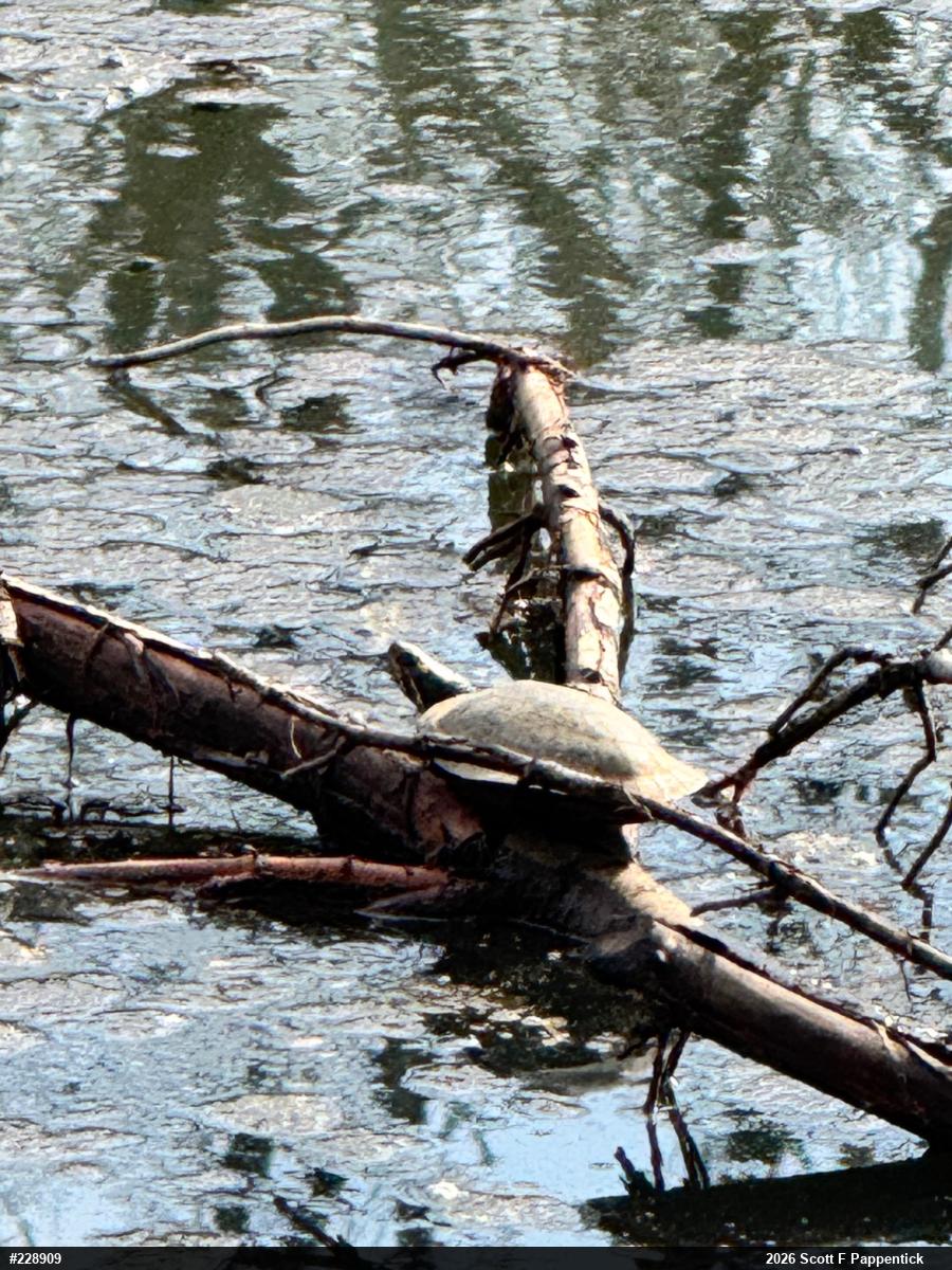 Painted Turtle