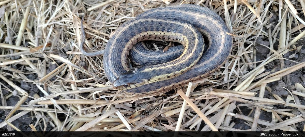 Eastern Gartersnake