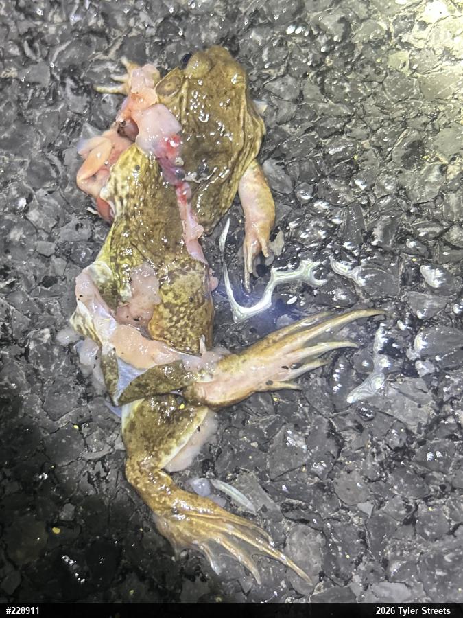 Green Frog