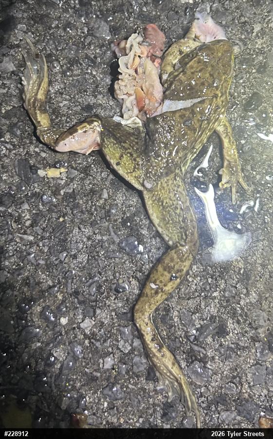 Green Frog