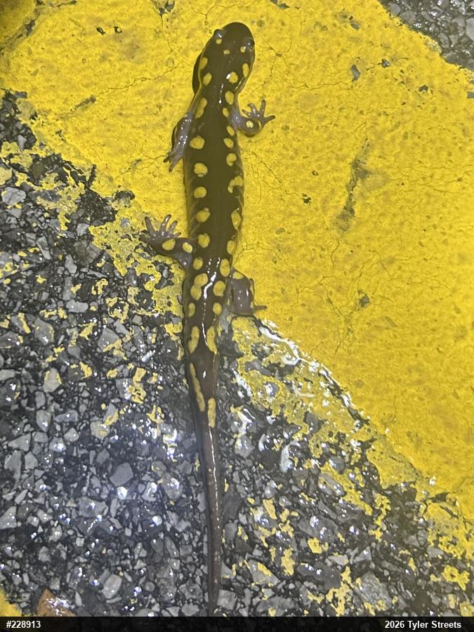 Spotted Salamander