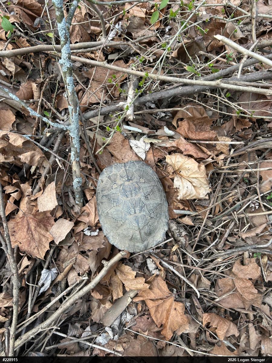 Wood Turtle