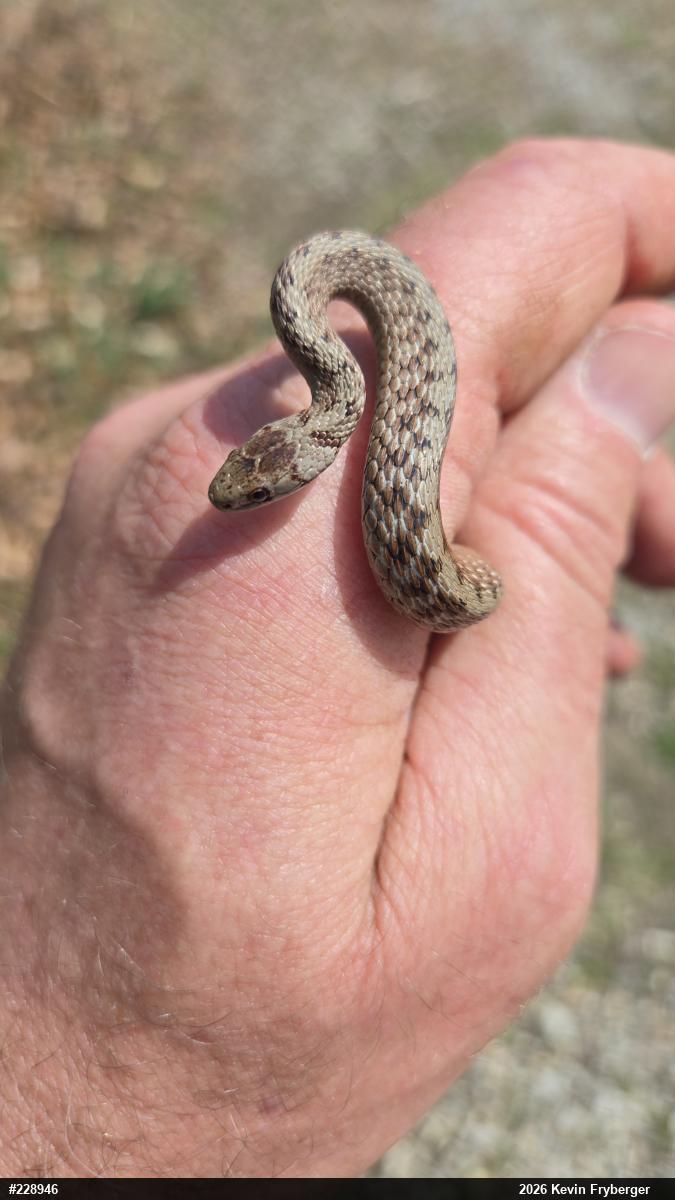 Dekay's Brownsnake
