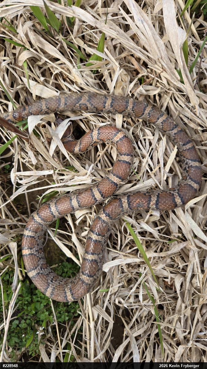 Eastern Milksnake
