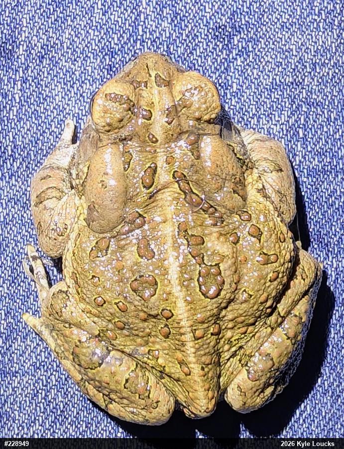 Fowler's Toad