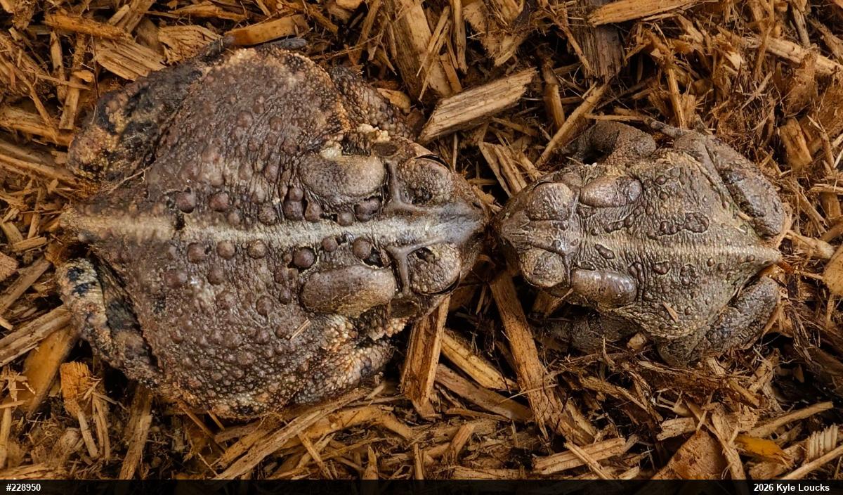 Eastern American Toad
