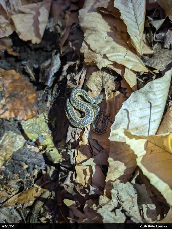 Eastern Gartersnake