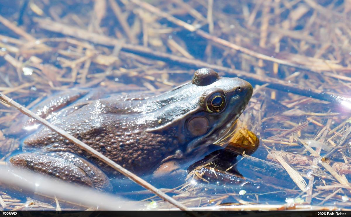 Green Frog