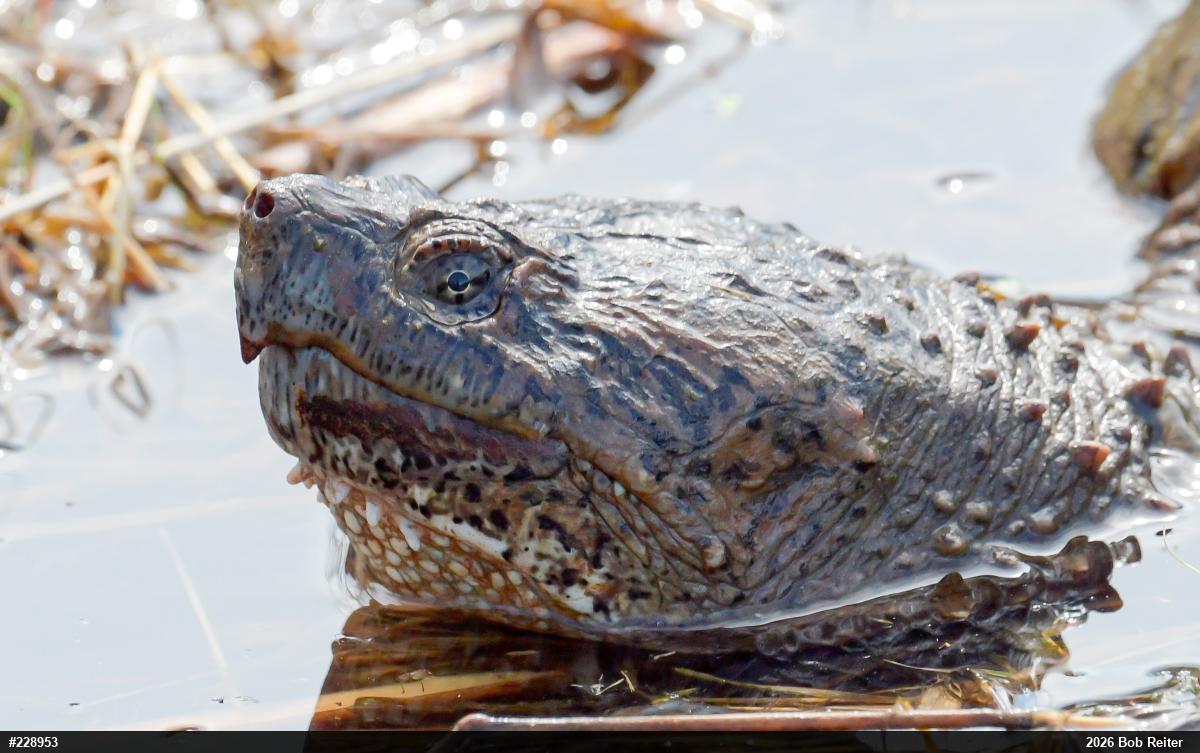 Snapping Turtle