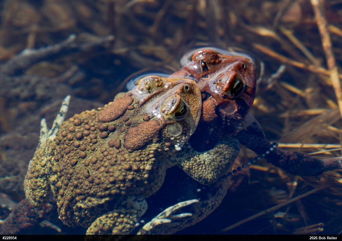 Eastern American Toad