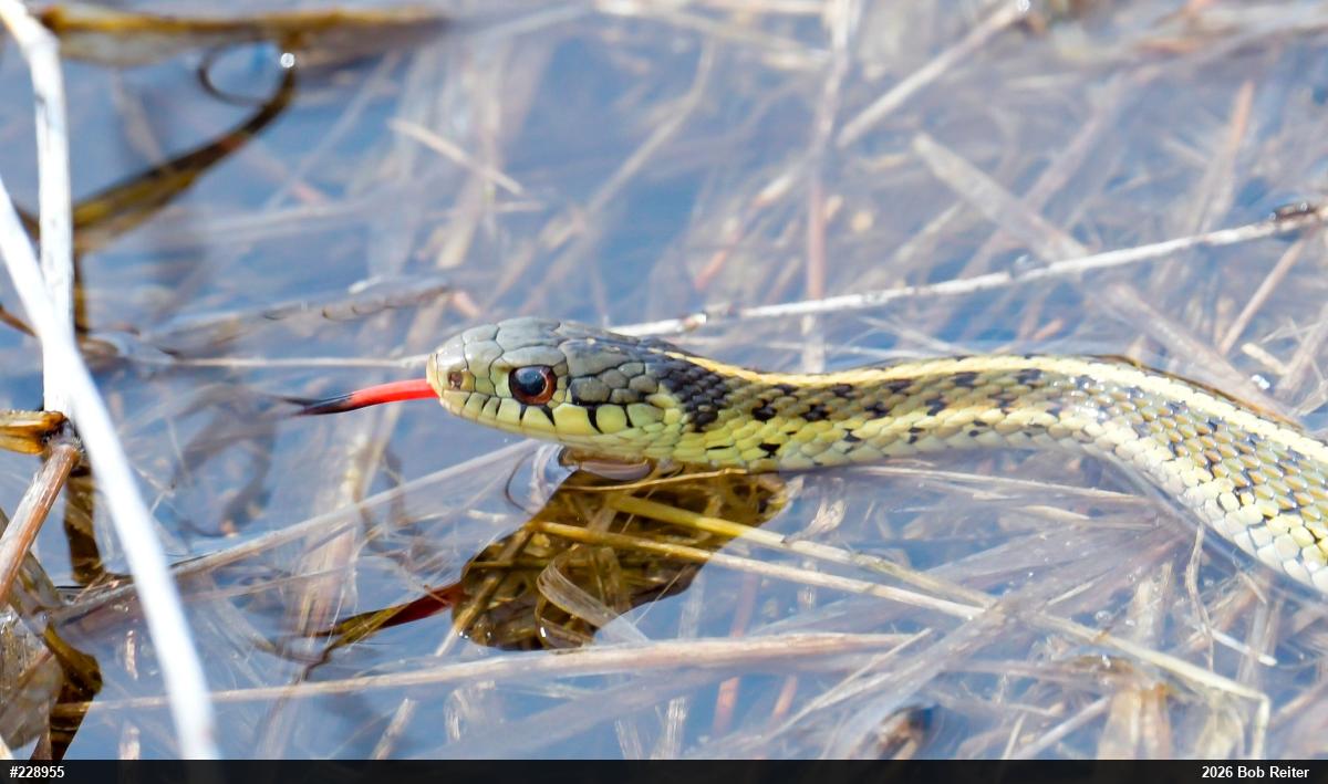 Eastern Gartersnake