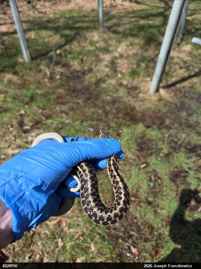 Eastern Gartersnake