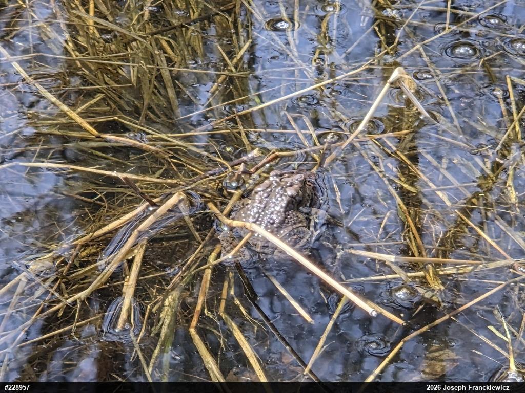 Eastern American Toad