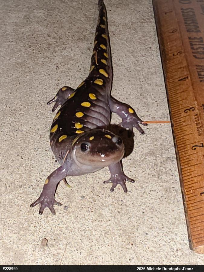 Spotted Salamander
