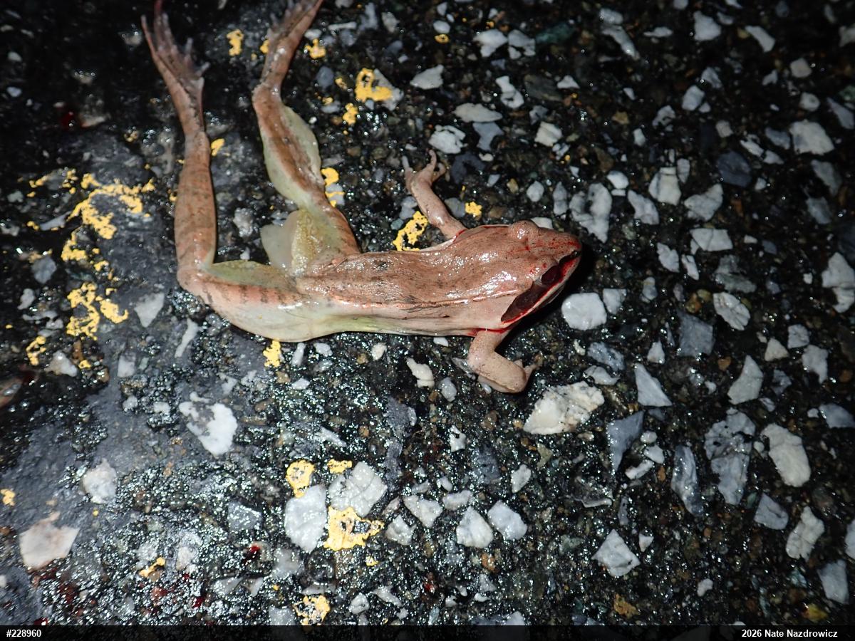 Wood Frog