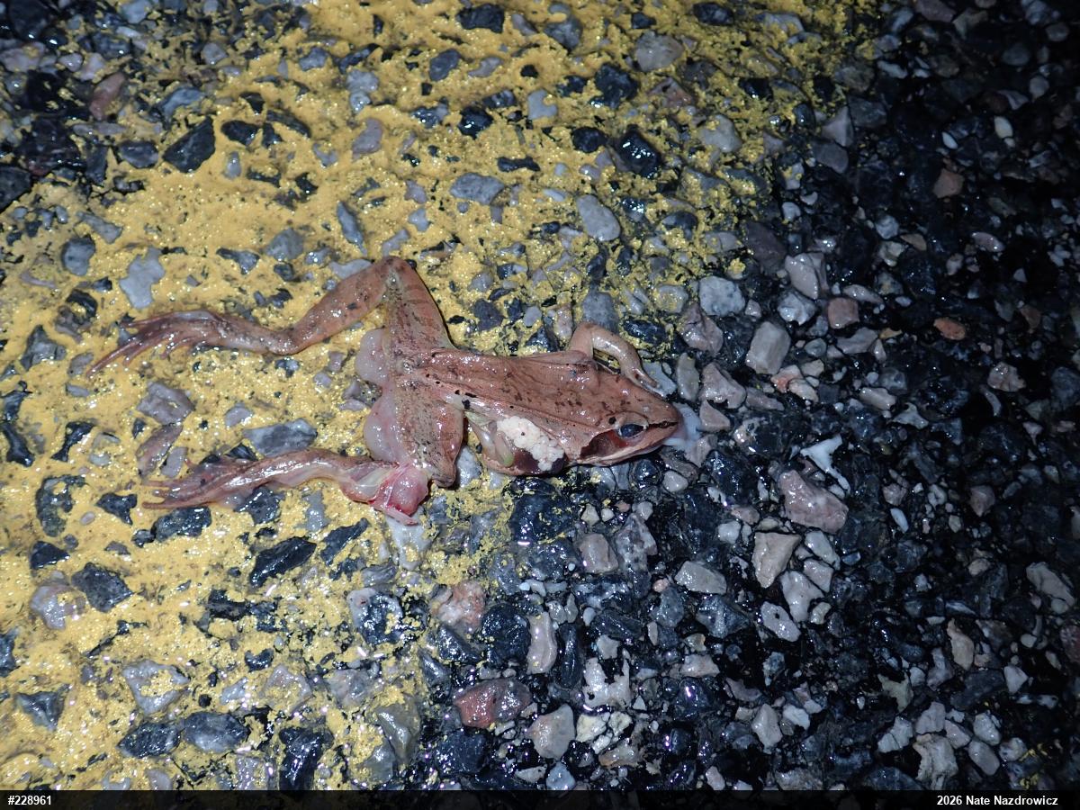 Wood Frog