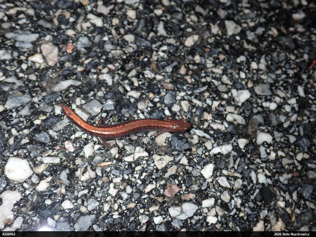 Eastern Red-backed  Salamander