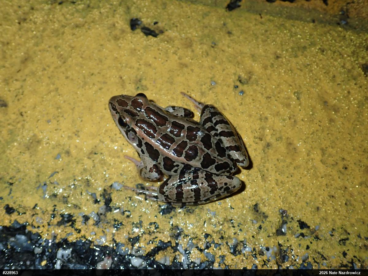 Pickerel Frog