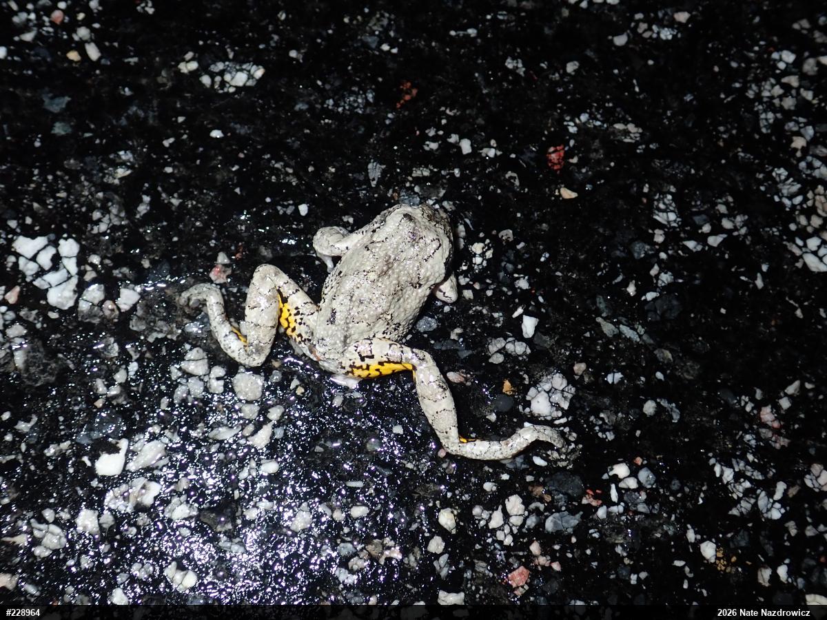 Unknown Gray Treefrog