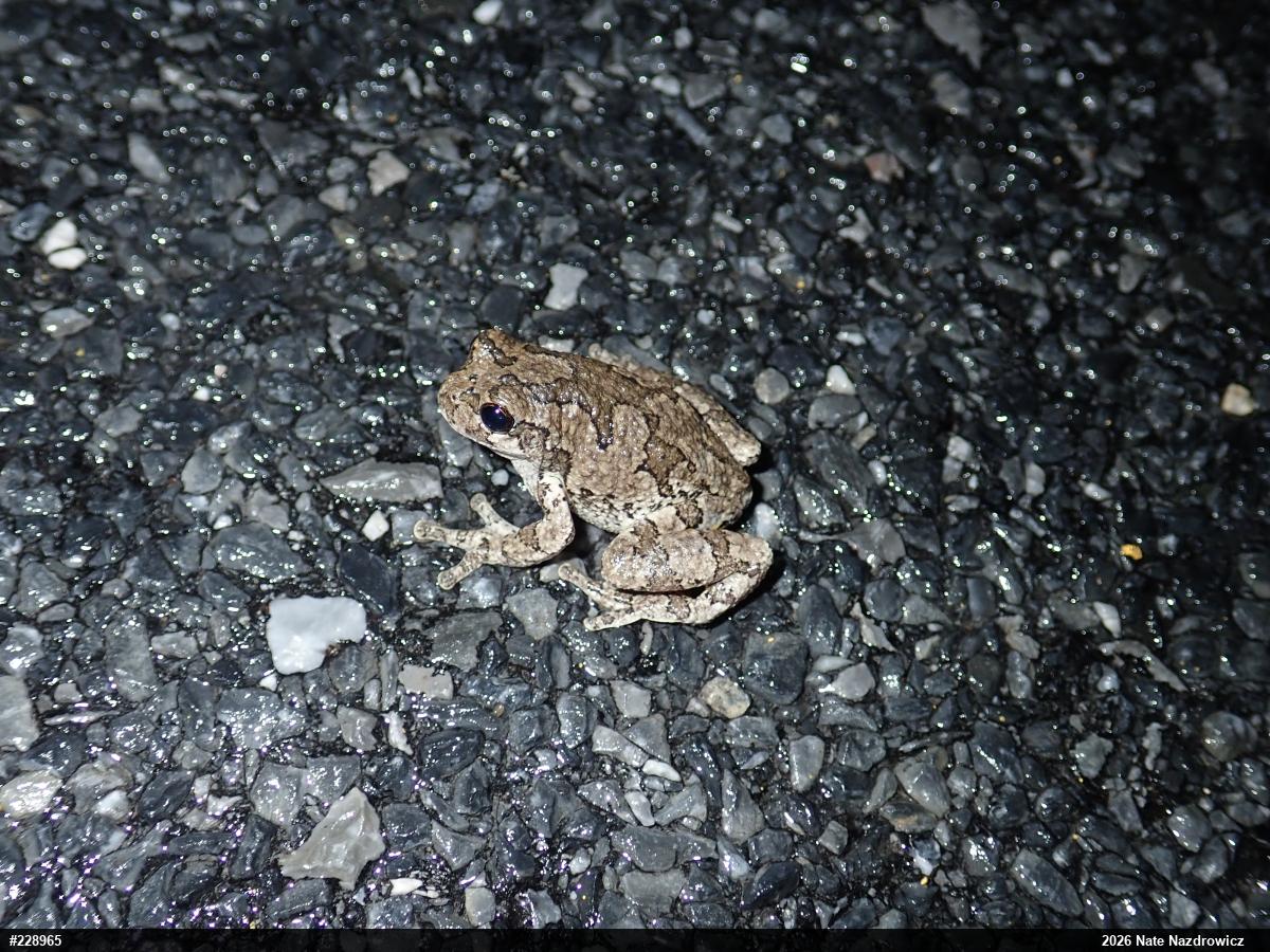 Unknown Gray Treefrog