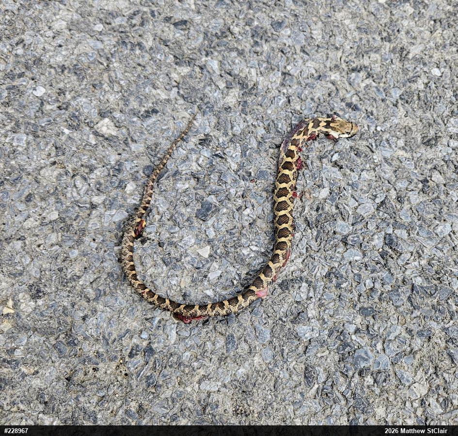 Eastern Ratsnake