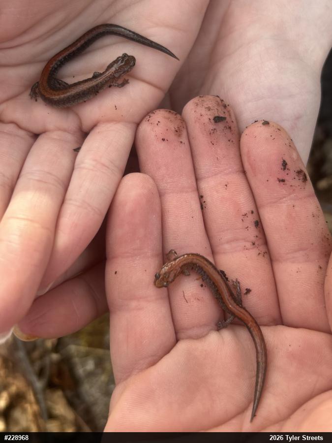 Eastern Red-backed  Salamander