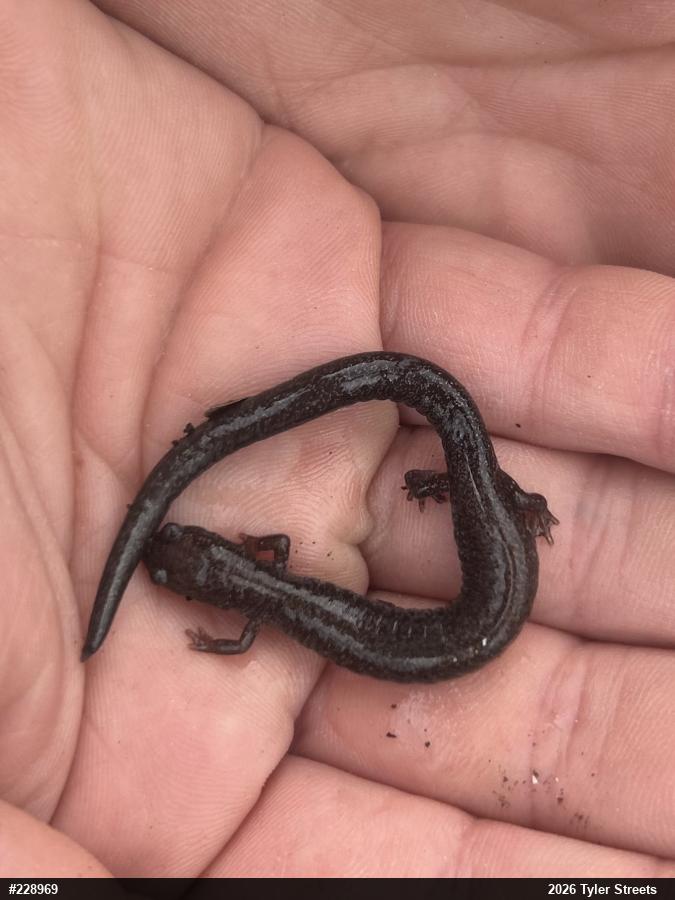 Valley And Ridge Salamander