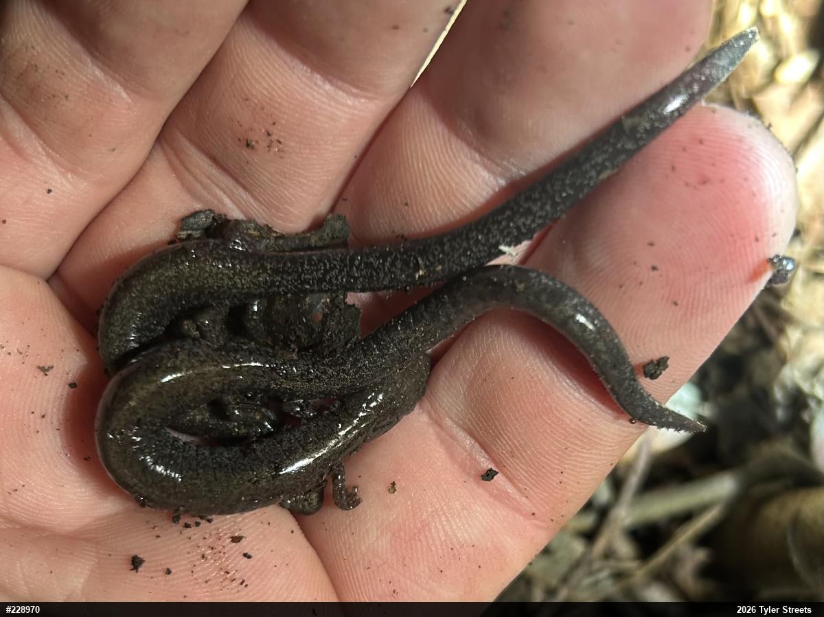Valley And Ridge Salamander