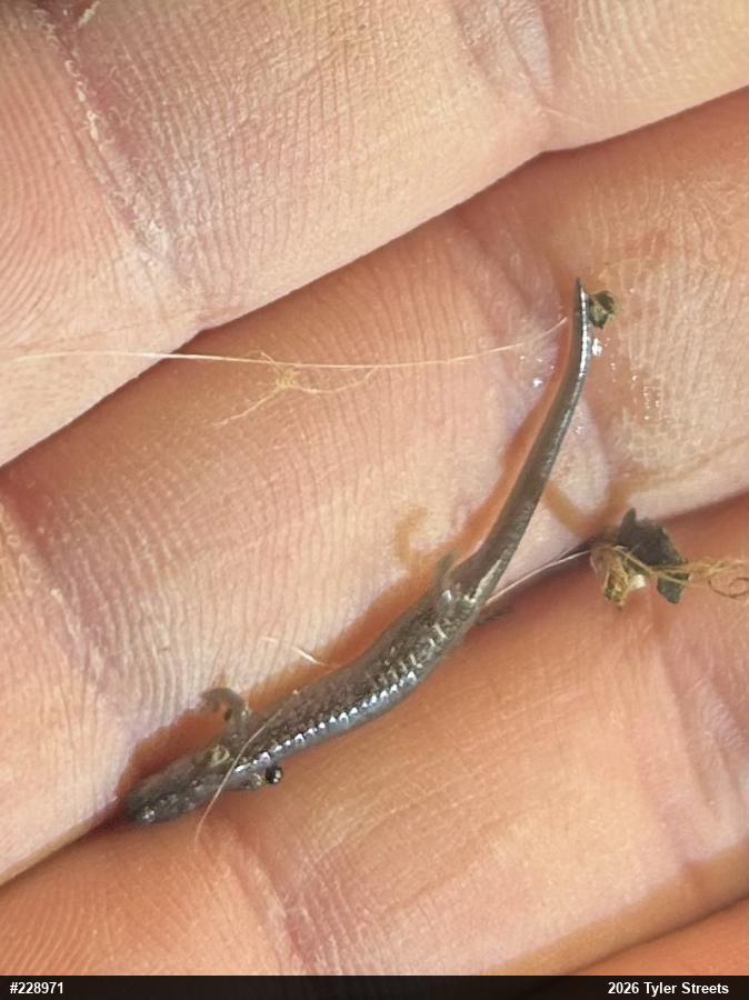 Valley And Ridge Salamander