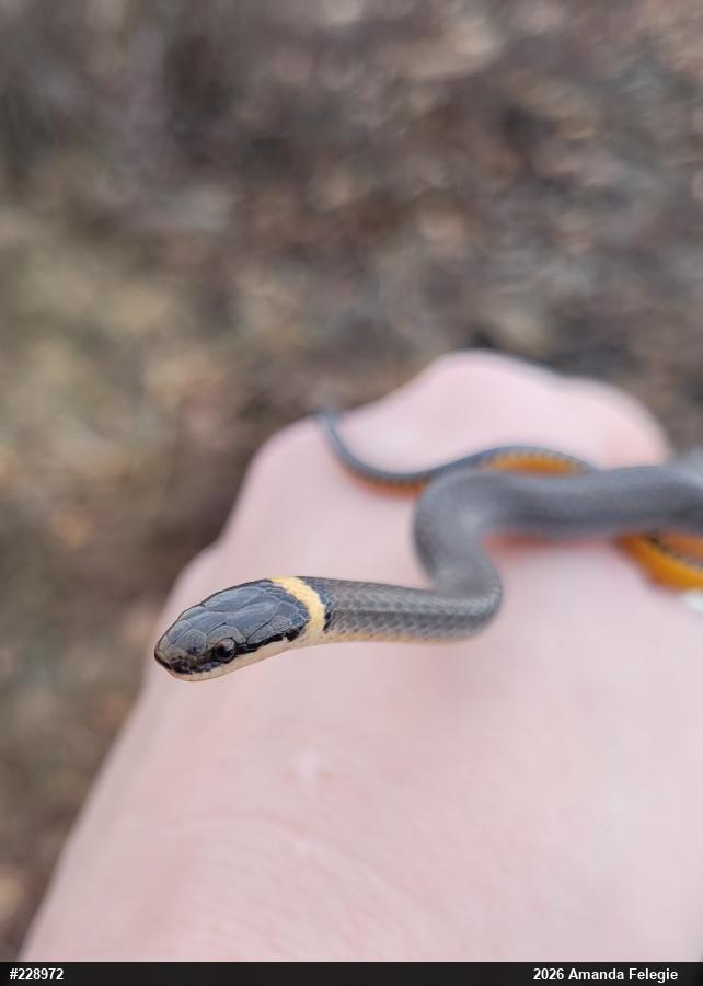 Northern Ring-necked Snake