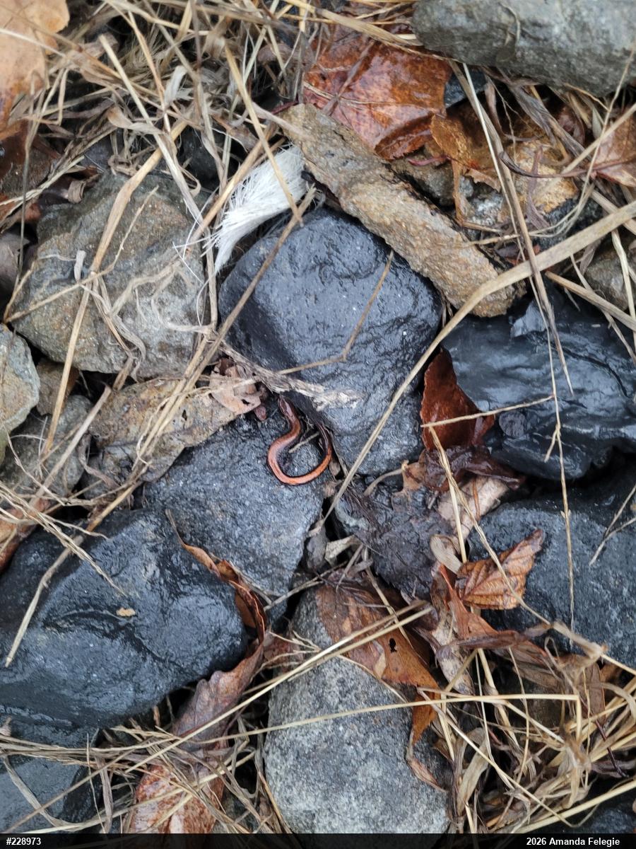 Eastern Red-backed  Salamander